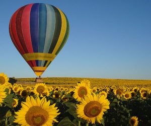 Hot air balloon in madrid sunflowers field